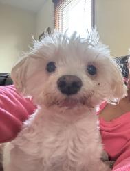 Lost Male Dog last seen Near 26th and 61st CT, Cicero, IL 60804