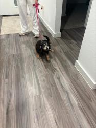 Found/Stray Unknown Dog last seen Old Conroe Rd, Conroe, TX 77384