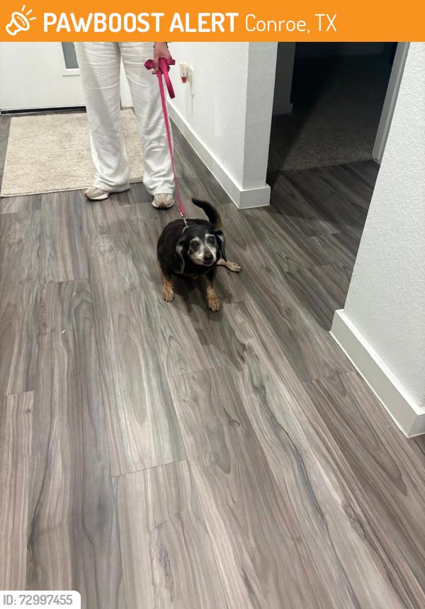 Found/Stray Unknown Dog last seen Old Conroe Rd, Conroe, TX 77384