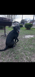 Reunited Male Dog last seen Hamman and Calder St, Houston, TX 77007