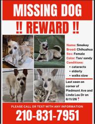Lost Female Dog last seen Piedmont and Linda Lou, San Antonio, TX 78223