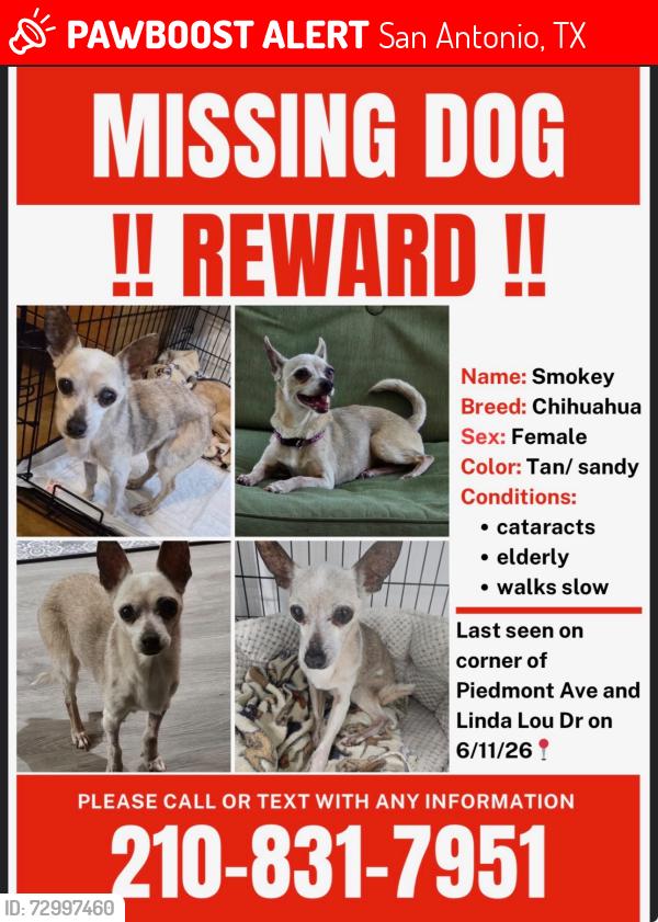 Lost Female Dog last seen Piedmont and Linda Lou, San Antonio, TX 78223