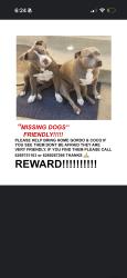 Reunited Female Dog last seen Near Rush St, Rosemead, CA 91770, USA, Rosemead, CA 91770