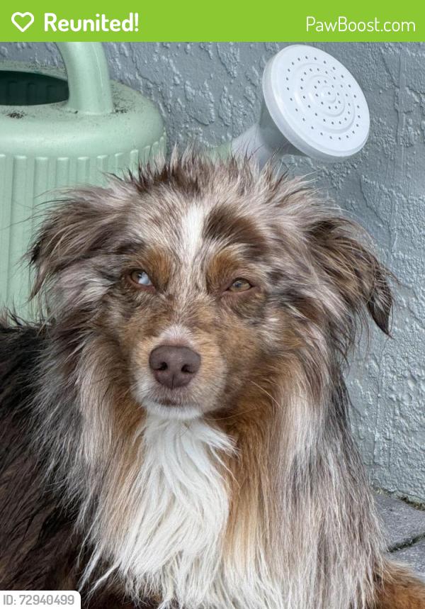 Reunited Male Dog last seen Barre Dr NW and Harbor View Dr, Port Charlotte, FL 33952