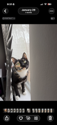 Reunited Female Cat last seen Shoal run trail, Birmingham, AL 35242