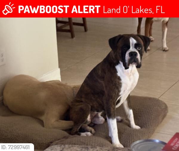 Lost Male Dog last seen Collier Pkwy, Land O' Lakes, FL 34639