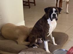 Lost Male Dog last seen Collier Pkwy, Land O' Lakes, FL 34639