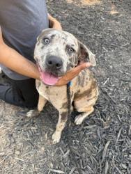 Shelter Stray Female Dog last seen , , GA, 3280 Chamblee Dunwoody Rd, Chamblee, GA 30341, USA