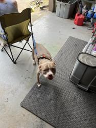 Found/Stray Female Dog last seen  Near Kennesaw wood park way location, Kennesaw, GA 30152