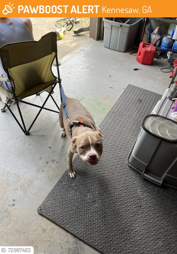 Found/Stray Female Dog last seen  Near Kennesaw wood park way location, Kennesaw, GA 30152