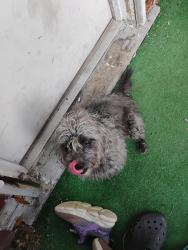 Reunited Male Dog last seen Near zephyer ave , Pittsburgh, PA 15204