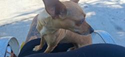 Found/Stray Female Dog last seen S Ave and W 15th st, West Palm Beach, FL 33404