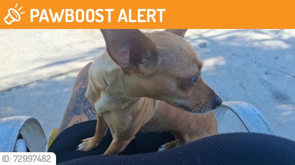 Found/Stray Female Dog last seen S Ave and W 15th st, West Palm Beach, FL 33404