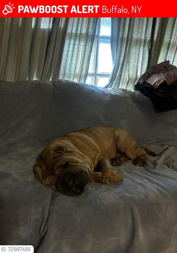 Lost Female Dog last seen Walden & Bailey, Buffalo, NY 14211