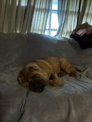 Lost Female Dog last seen Walden & Bailey, Buffalo, NY 14211