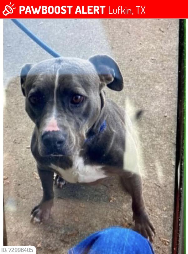 Lost Male Dog last seen 103/Atkinson , Lufkin, TX 75901
