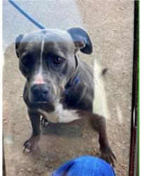 Lost Male Dog last seen 103/Atkinson, Lufkin, TX 75901