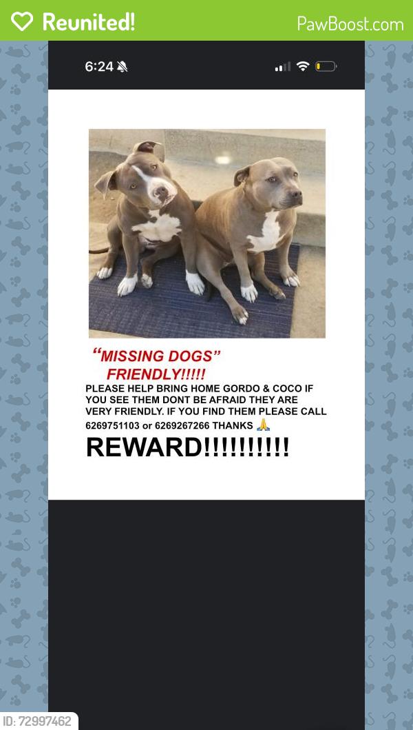 Reunited Female Dog last seen Near Rush St, Rosemead, CA 91770, USA, Rosemead, CA 91770