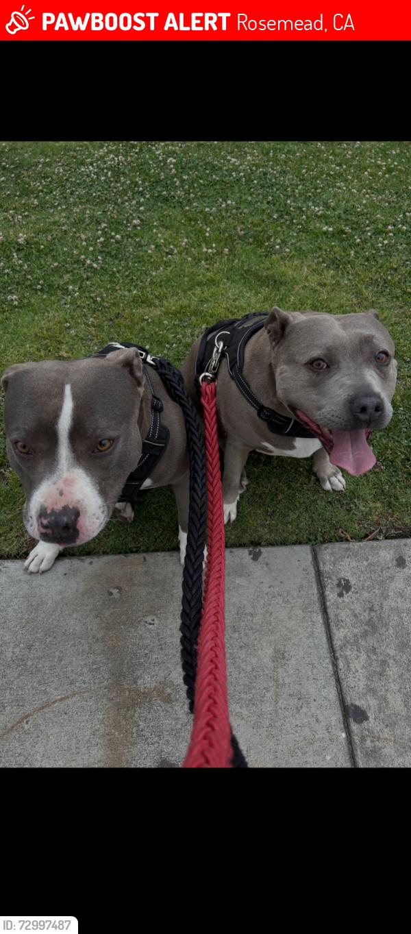 Lost Unknown Dog last seen Rush st & Rosemead Blvd, Rosemead, CA 91770