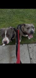 Lost Unknown Dog last seen Rush st & Rosemead Blvd, Rosemead, CA 91770
