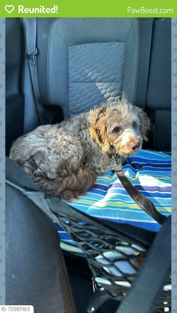 Reunited Male Dog last seen 80th St & 25th Ave, Kenosha, WI 53143