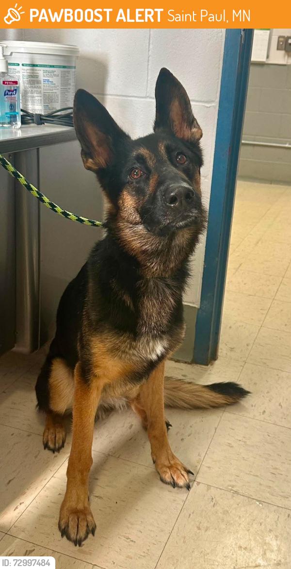 Found/Stray Male Dog last seen Desoto and York, Saint Paul, MN 55130