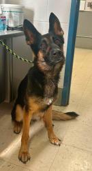 Found/Stray Male Dog last seen Desoto and York, Saint Paul, MN 55130