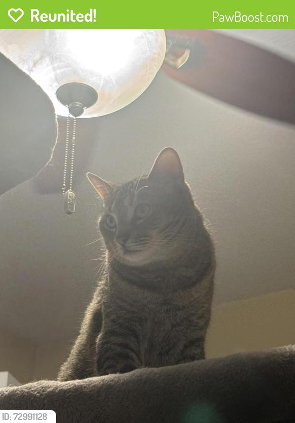 Reunited Female Cat last seen 45th and L st, Lincoln, NE 68510