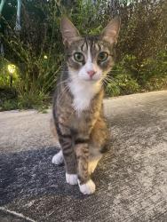 Found/Stray Female Cat last seen Torrence avenue se / Waterford, Palm Bay, FL 32909
