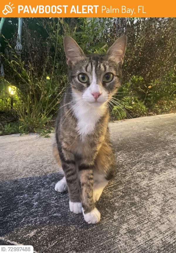Found/Stray Female Cat last seen Torrence avenue se / Waterford, Palm Bay, FL 32909
