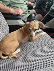 Reunited Female Dog last seen Nw May and Drakestone, Oklahoma City, OK 73120