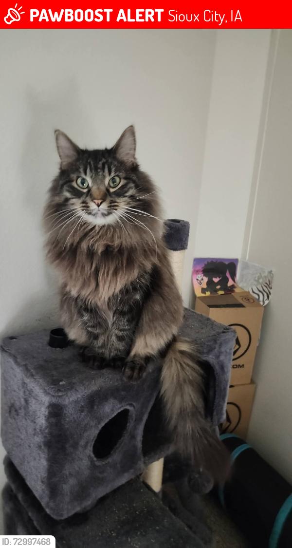 Lost Male Cat last seen Near 5th St, Sioux City, IA 51101 and 607 4th St, Sioux City, IA 51101, Sioux City, IA 51101