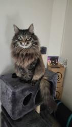 Lost Male Cat last seen Near 5th St, Sioux City, IA 51101 and 607 4th St, Sioux City, IA 51101, Sioux City, IA 51101