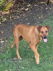 Found/Stray Female Dog last seen Country Club and Ridgewood Drive, Bakersfield, CA 93306