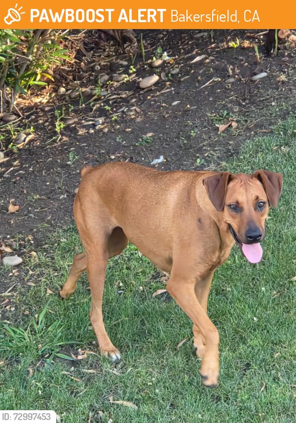 Found/Stray Female Dog last seen Country Club and Ridgewood Drive, Bakersfield, CA 93306