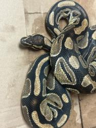 Shelter Stray Unknown Reptile last seen Near Wakefield Crossing Drive, RALEIGH, NC, 27614, 820 Beacon Lake Dr, Raleigh, NC 27610, USA