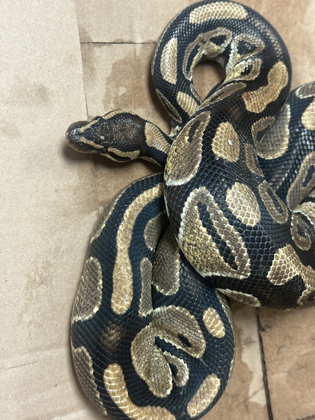 Shelter Stray Unknown Reptile last seen Near Wakefield Crossing Drive, RALEIGH, NC, 27614, 820 Beacon Lake Dr, Raleigh, NC 27610, USA