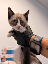 Shelter Stray Male Cat last seen Near Toluca, San Diego, CA, 92114, 5500 Gaines St, San Diego, CA 92110, USA