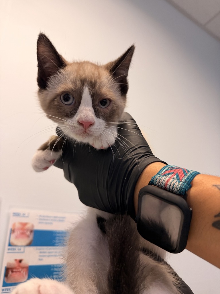 Shelter Stray Male Cat last seen Near Toluca, San Diego, CA, 92114, 5500 Gaines St, San Diego, CA 92110, USA