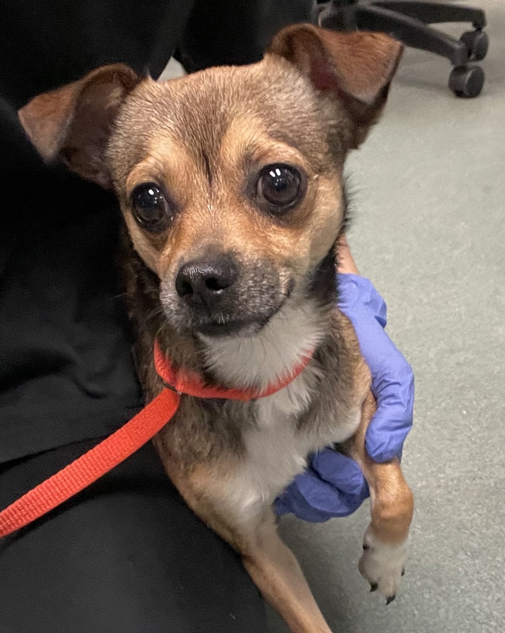 Shelter Stray Male Dog last seen found at shell gas station off highway 70 in garner, GARNER, NC, 27529, 820 Beacon Lake Dr, Raleigh, NC 27610, USA
