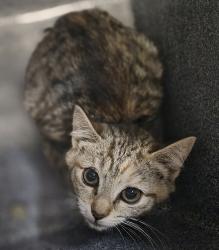 Shelter Stray Female Cat last seen Near Hylan Boulevard, STATEN ISLAND, NY, 10306, 3139 Veterans Rd W, Staten Island, NY 10309, USA