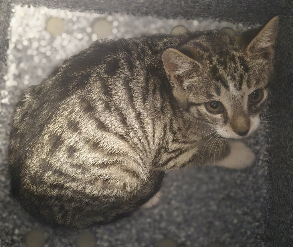 Shelter Stray Female Cat last seen Near Hylan Boulevard, STATEN ISLAND, NY, 10306, 3139 Veterans Rd W, Staten Island, NY 10309, USA