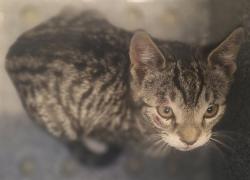 Shelter Stray Female Cat last seen Near Hylan Boulevard, STATEN ISLAND, NY, 10306, 3139 Veterans Rd W, Staten Island, NY 10309, USA