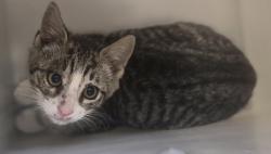 Shelter Stray Female Cat last seen Near Hylan Boulevard, STATEN ISLAND, NY, 10306, 3139 Veterans Rd W, Staten Island, NY 10309, USA