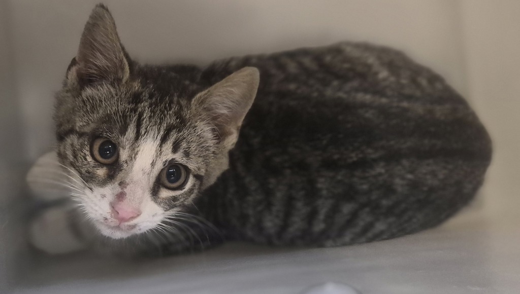 Shelter Stray Female Cat last seen Near Hylan Boulevard, STATEN ISLAND, NY, 10306, 3139 Veterans Rd W, Staten Island, NY 10309, USA