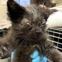 Shelter Stray Female Cat last seen NE 151st/Gladstone, OR, 1700 W Historic Columbia River Hwy, Troutdale, OR 97060, USA