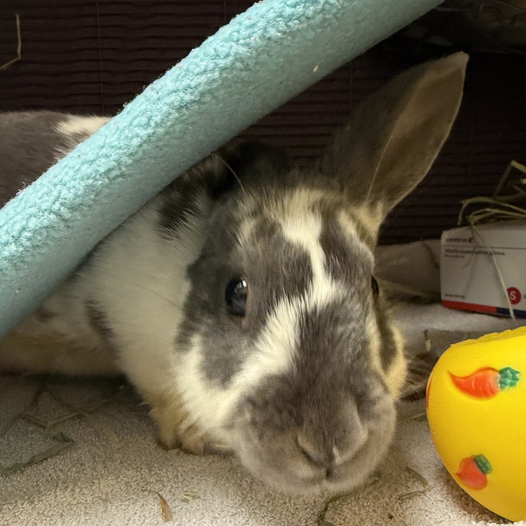 Shelter Stray Female Rabbit last seen N Powers st / N Oregonian Ave, PORTLAND, OR, 97203, 1700 W Historic Columbia River Hwy, Troutdale, OR 97060, USA