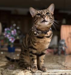 Lost Female Cat last seen Bonanza & Hollywood , Las Vegas, NV 89110