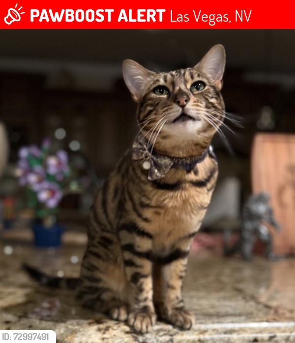 Lost Female Cat last seen Bonanza & Hollywood , Las Vegas, NV 89110