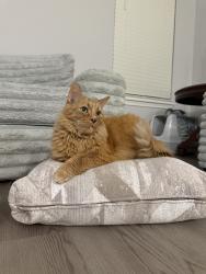 Lost Male Cat last seen Home road, Powell, OH 43065